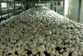 Как выглядят привычные продукты до того, как попадают к нам на стол