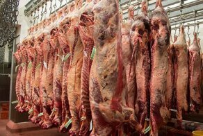 Бельгия запрещает кошерные и халяльные бойни