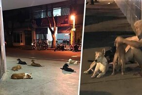 6 дворовых собак отказались бросать своего бездомного хозяина, когда того с инсультом забрала скорая