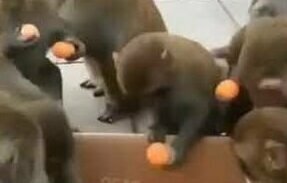 Реакция обезьян и людей на халяву