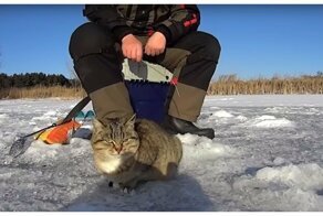 В Сызрани голодная кошка наткнулась на щедрого рыбака