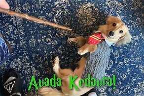 Самый симпатичный студент Хогвартса - пес по кличке Римус