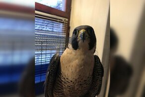 Дончанка спасла от морозов сокола сапсана, занесенного в Красную Книгу