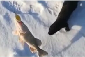 Хитрая норка решила украсть улов рыбака