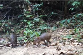 Забавные реакции диких животных на собственное отражение зеркале