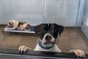 Приют для бездомных животных в Майами