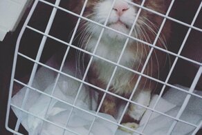 Гоша - спасибо люди!