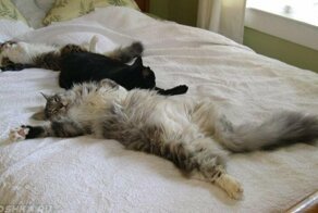 Простые, ежедневные подвиги котовладельца