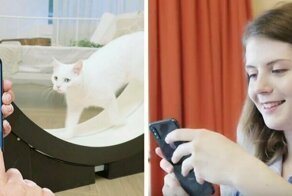 Корейцы придумали умный тренажёр для толстых котов