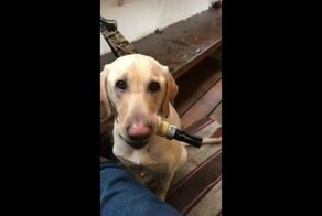Собака научилась пользоваться манком