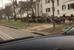 Тем временем в Германии: стадо кабанов нарушило покой жителей немецкой коммуны