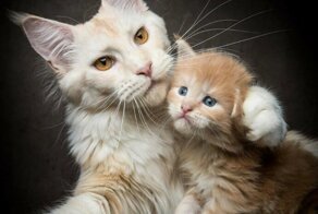 Мейн-куны, на которых можно смотреть вечно