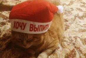 Котовсячина
