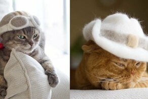 Японский фотограф нашел самое правильное применение кошачьей шерсти!