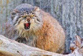 Кот загрыз троих грабителей из Озерска