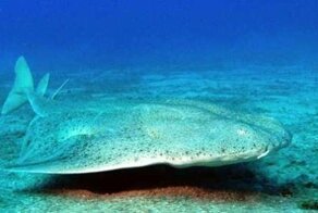 15 самых редких в мире животных