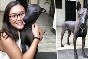 Пёсель или статуя? Лысая собака Пайпер — вылитый памятник