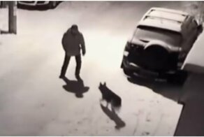 Мгновенная расплата за попытку пнуть собаку