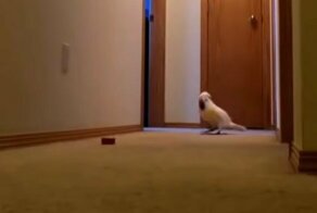 Когда проспал и опаздываешь на работу