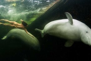 Наталья Авсеенко поставила мировой рекорд, проплыв с белухами подо льдом