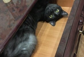 Утро началось с кота