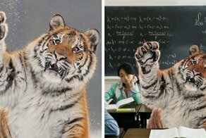 Тигр так игрался в снегу, что стал героем битвы фотошоперов