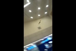 Бездомный пушистый охотник напал на летучую мышь