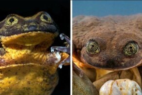 Ромео, «самая одинокая лягушка в мире», всё же нашел свою Джульетту