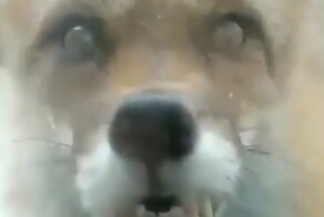 Бешеная лиса пытается попасть внутрь дома