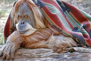 5 Умнейших животных в истории