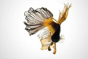 Этот тайский фотограф снимает аквариумных рыбок круче всех