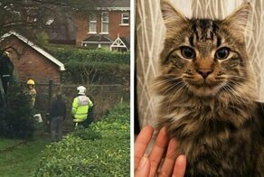 Кот залез на дерево и застрял, хозяйка полезла его спасать и тоже застряла. Потом приехали пожарные