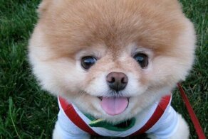 «Самый милый в мире пес» умер от тоски