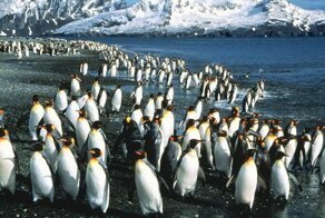 Сбежавшая из Московского зоопарка стая пингвинов обнаружена неподалёку от Вологды