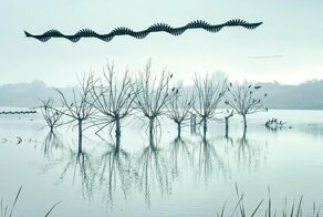 Траектории полетов птиц: сделать невидимое видимым