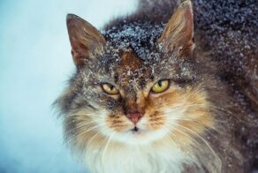 Так милы сердцу дворовые коты
