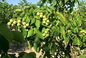 Наконец! Начали выращивать грецкие орехи в промышленных масштабах!