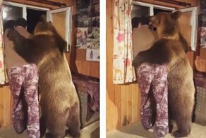 В одной из российских семей живёт огромный одомашненный медведь — и он, походу, неплохо устроился