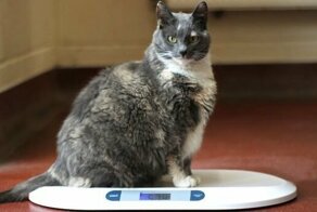 Самая толстая кошка Британии в четвёртый раз вернулась в приют