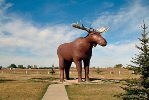 Канада и Норвегия меряются размерами лосей