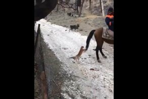 Рыжий беспредельщик  напал на лошадь
