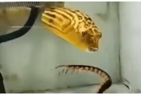 Иглобрюх способен съесть всё, что тебя пугает