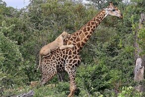 Жираф отбился от шести голодных львиц в африканском парке дикой природы