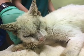 Обезображенного кота посчитали слепым, но он открыл свои потрясающие глазки