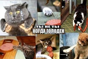 Подборка картинок с котами и про котов