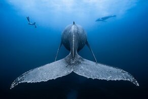 Подводные фотографии с конкурса Ocean Art 2018