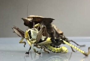 В смертельных объятиях прожорливого богомола 