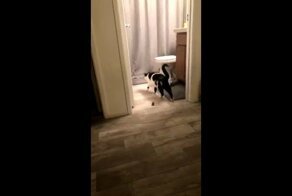 Кот, который не ищет легких путей