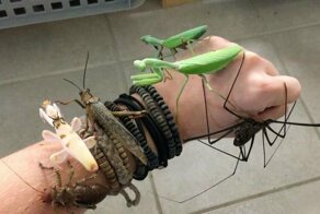 Пестрый мир насекомых