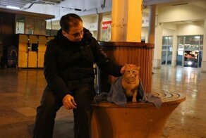 Спасение от стамбульских холодов: турецкий стоматолог укрывает бродячих животных пледами